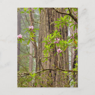 Blooming Rhododendrons   Redwoods State Park,CA Postcard