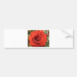 Blooming Rose Bumper Sticker