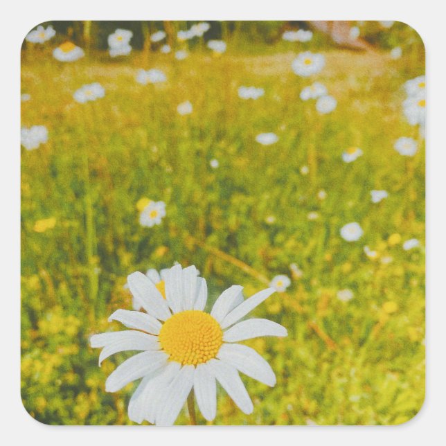 Blooming scandinavian summer field  square sticker (Front)