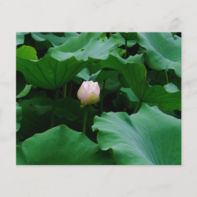 Blooming Soon (Front)