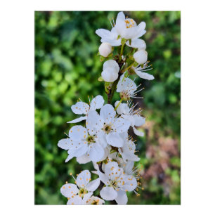 Blooming Tree in Spring Romania – Blossom Photogra Poster