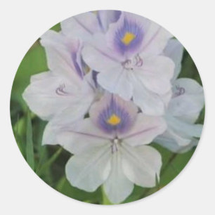 Blooming Water Hyacinth - Tropical Aquatic Flower Classic Round Sticker
