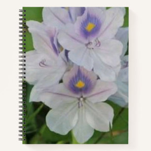 Blooming Water Hyacinth - Tropical Aquatic Flower Notebook