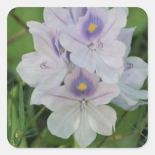 Blooming Water Hyacinth - Tropical Aquatic Flower Square Sticker