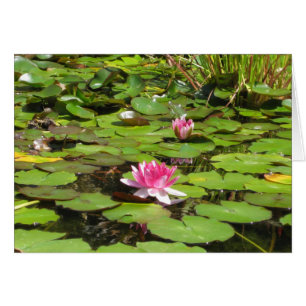 Blooming Water Lillies