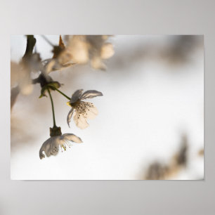 Blooming White Cherry Tree Nature Photo Poster