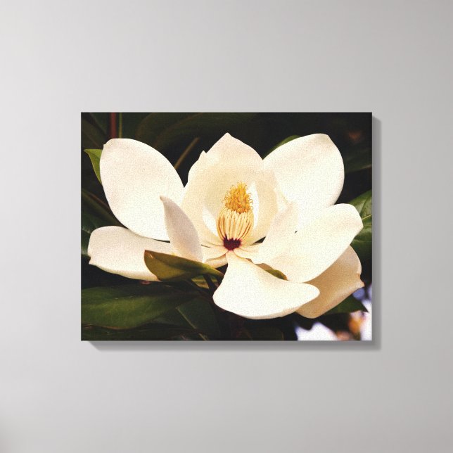 Blooming White Magnolia Stretched Canvas Print (Front)