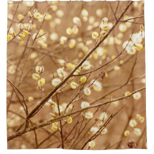 Blooming willow branches in springtime, seasonal v