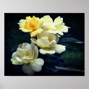 Blooming Yellow Roses  Poster