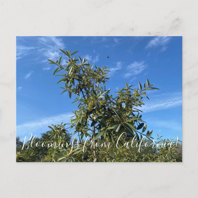 Bloomings de Californie : Carte postale de café (Devant)