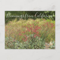 Bloomings de Californie : Carte postale de sarrasi