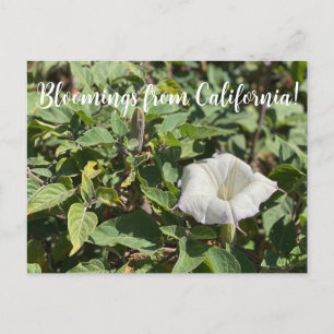 Bloomings de Californie : Carte Postale Sacred Dat