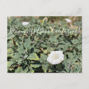 Bloomings de Californie : Carte Postale Sacred Dat