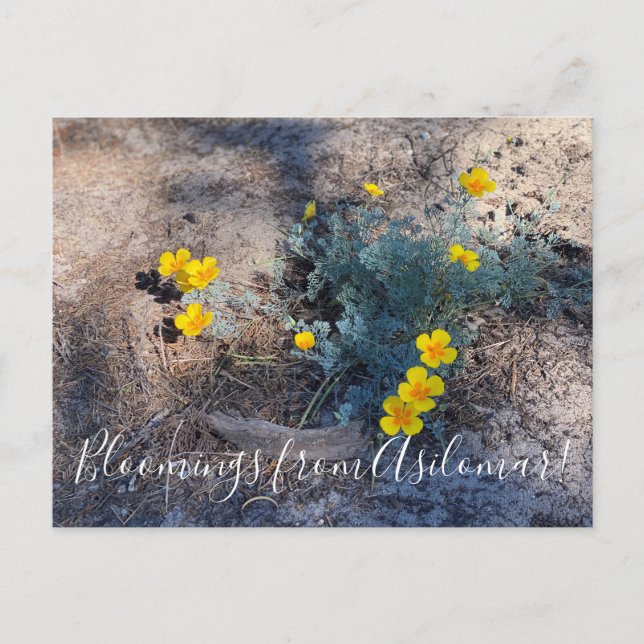 Bloomings from Asilomar: Maritime Poppies Postcard (Front)