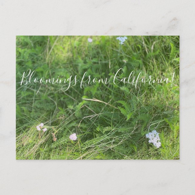 Bloomings from California: Achillea millefolium Postcard (Front)