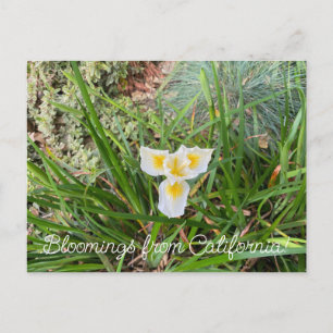 Bloomings from California: AprilSnow Douglas Iris Postcard