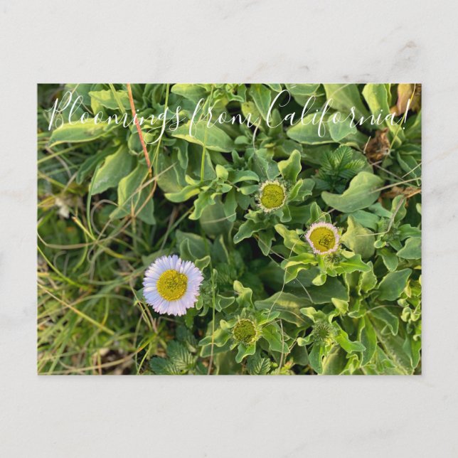 Bloomings from California: Beach Aster Postcard (Front)