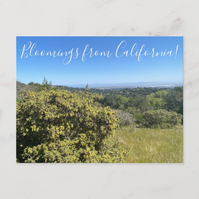Bloomings from California: Big Saltbush Postcard (Front)