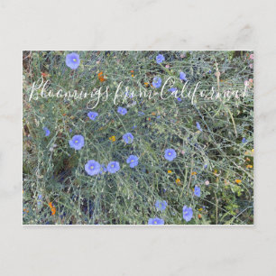 Bloomings from California: Blue Flax Postcard