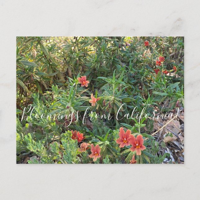 Bloomings from California: Bronze Monkey Flower Postcard (Front)