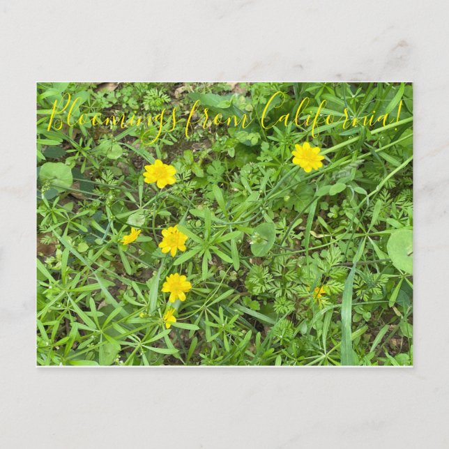 Bloomings from California: Buttercup Postcard (Front)