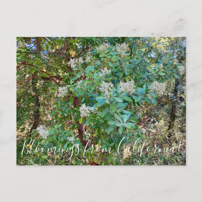 Bloomings from California: California Holly Postca Postcard (Front)