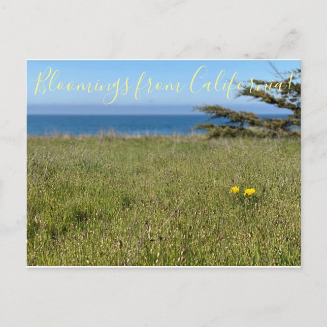 Bloomings from California! - California Poppy Postcard (Front)