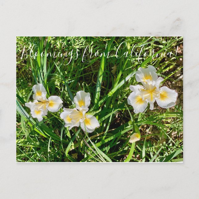 Bloomings from California: Canyon Snow Iris Postcard (Front)