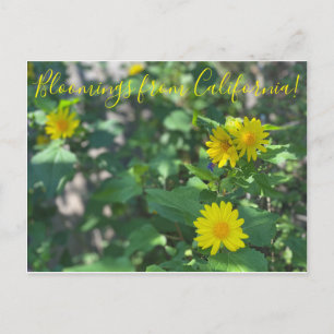 Bloomings from California: Canyon Sunflower Postcard
