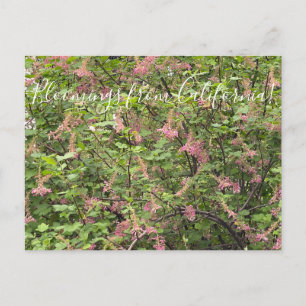 Bloomings from California: Chaparral Currant Postc Postcard