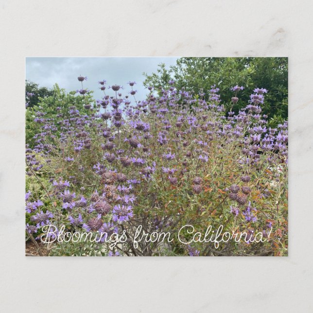 Bloomings from California: Cleveland Sage Postcard (Front)