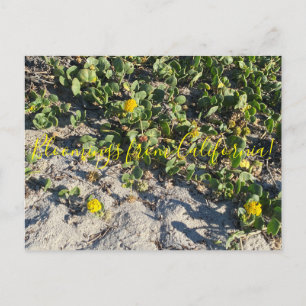 Bloomings from California: Coast Clover Postcard