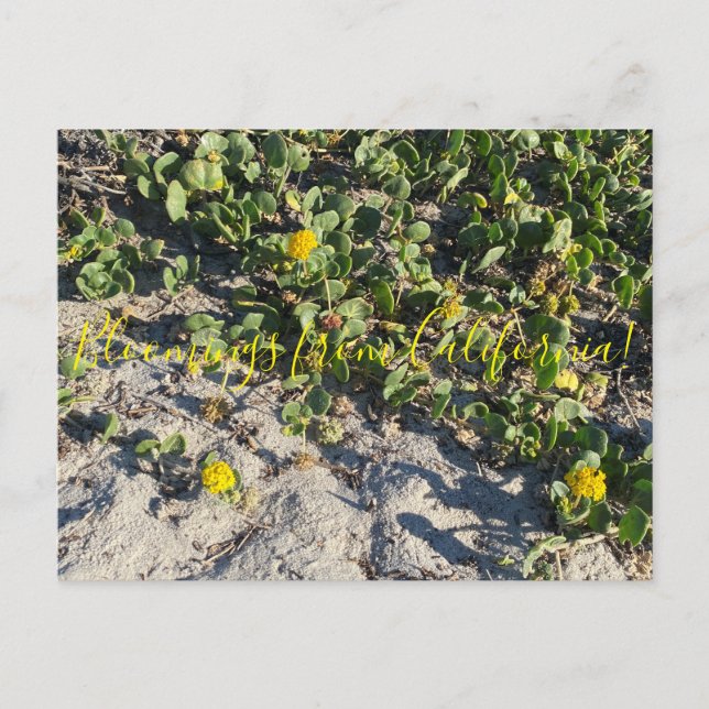 Bloomings from California: Coast Clover Postcard (Front)