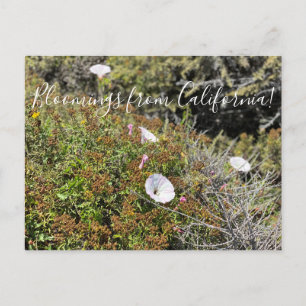 Bloomings from California: Coast Morning Glory Postcard