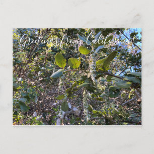 Bloomings from California: Coast Silk Tassel Postcard