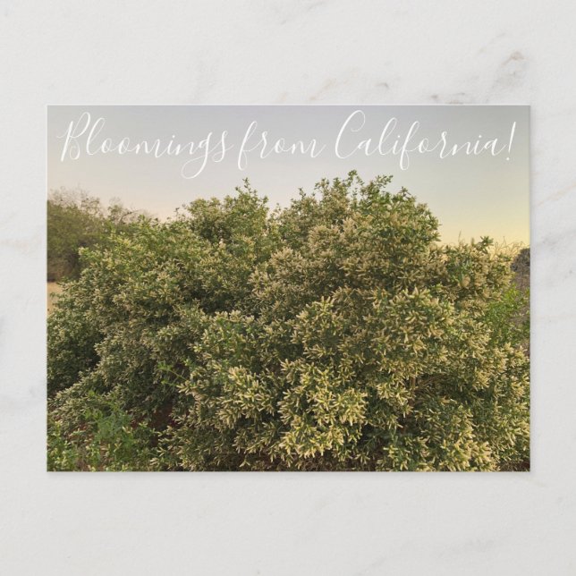 Bloomings from California: Coyote Bush  Postcard (Front)