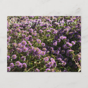 Bloomings from California: Coyote Mint Postcard