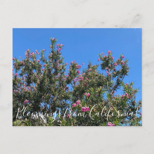 Bloomings from California: Desert Willow Postcard (Front)
