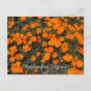 Bloomings from California Eschscholzia californica Postcard