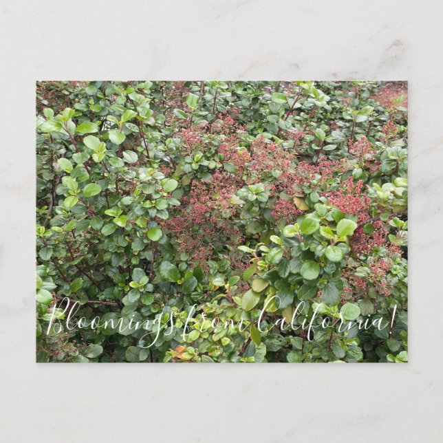 Bloomings from California: Evergreen Currant Postcard (Front)