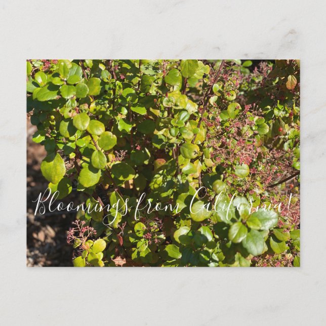 Bloomings from California: Evergreen Currant Postcard (Front)