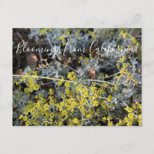 Bloomings from California: Excellent Yellow Postcard