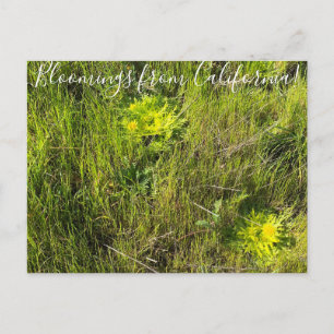Bloomings from California: Footsteps Of Spring Postcard