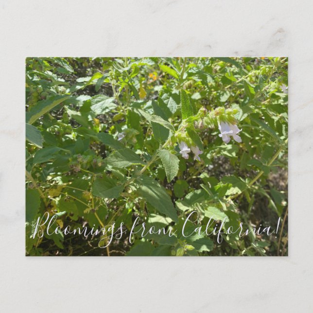 Bloomings from California: Fragrant Pitcher Sage  Postcard (Front)