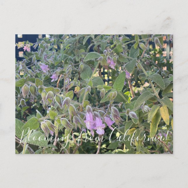 Bloomings from California: Fragrant Pitcher Sage  Postcard (Front)