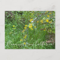 Bloomings from California: Golden Currant