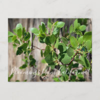 Bloomings from California: Greenleaf Manzanita