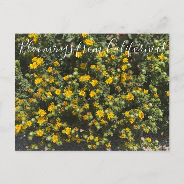 Bloomings from California: Gumweed Postcard (Front)