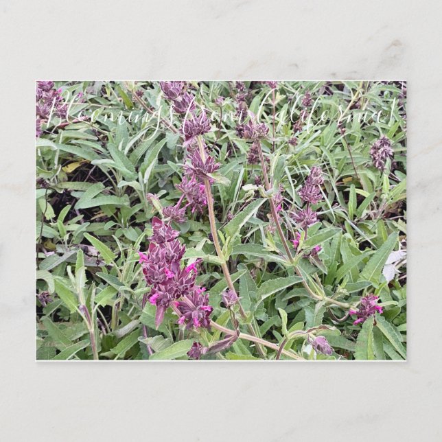 Bloomings from California: Hummingbird Sage Postcard (Front)