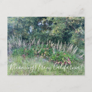 Bloomings from California: Island Alum Root Postcard